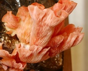 26th May 2016 - Pink Oyster Mushroom