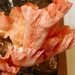 Pink Oyster Mushroom by seacreature