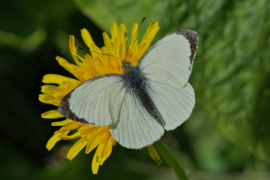 LARGE WHITE ON YELLOW by markp