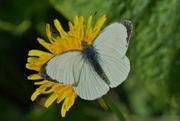 24th May 2016 - LARGE WHITE ON YELLOW