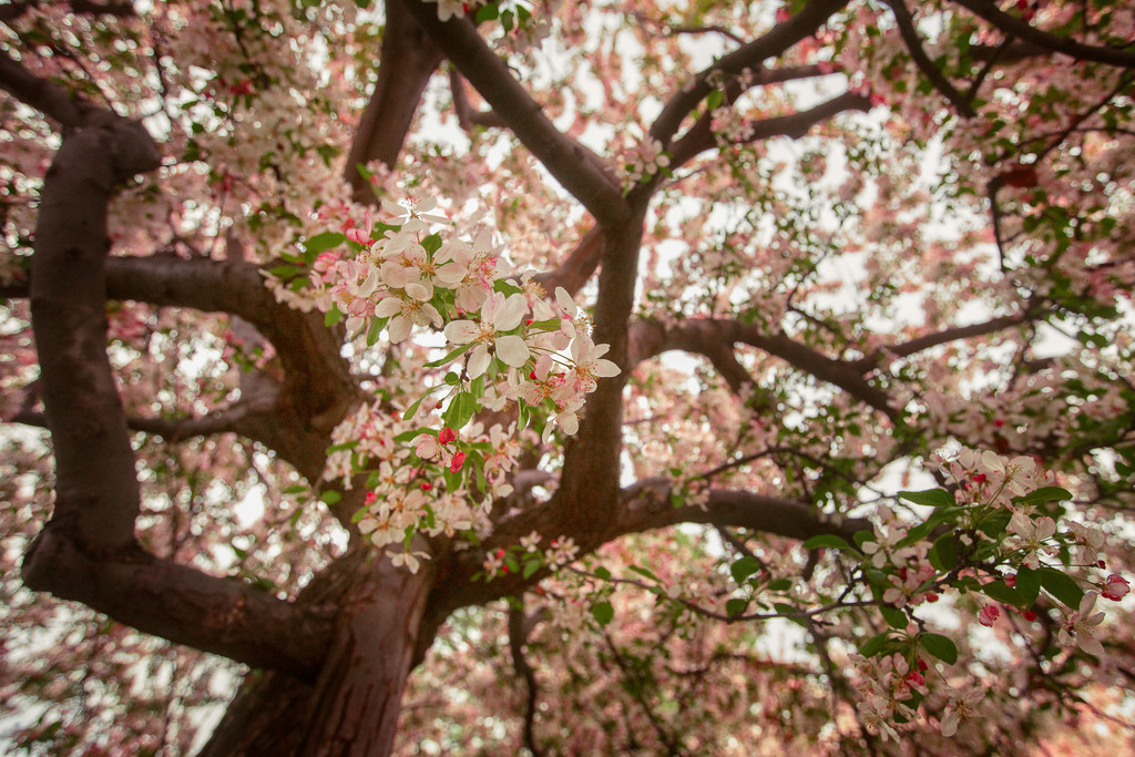Canopy of Blossoms by pflaume