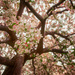 Canopy of Blossoms by pflaume
