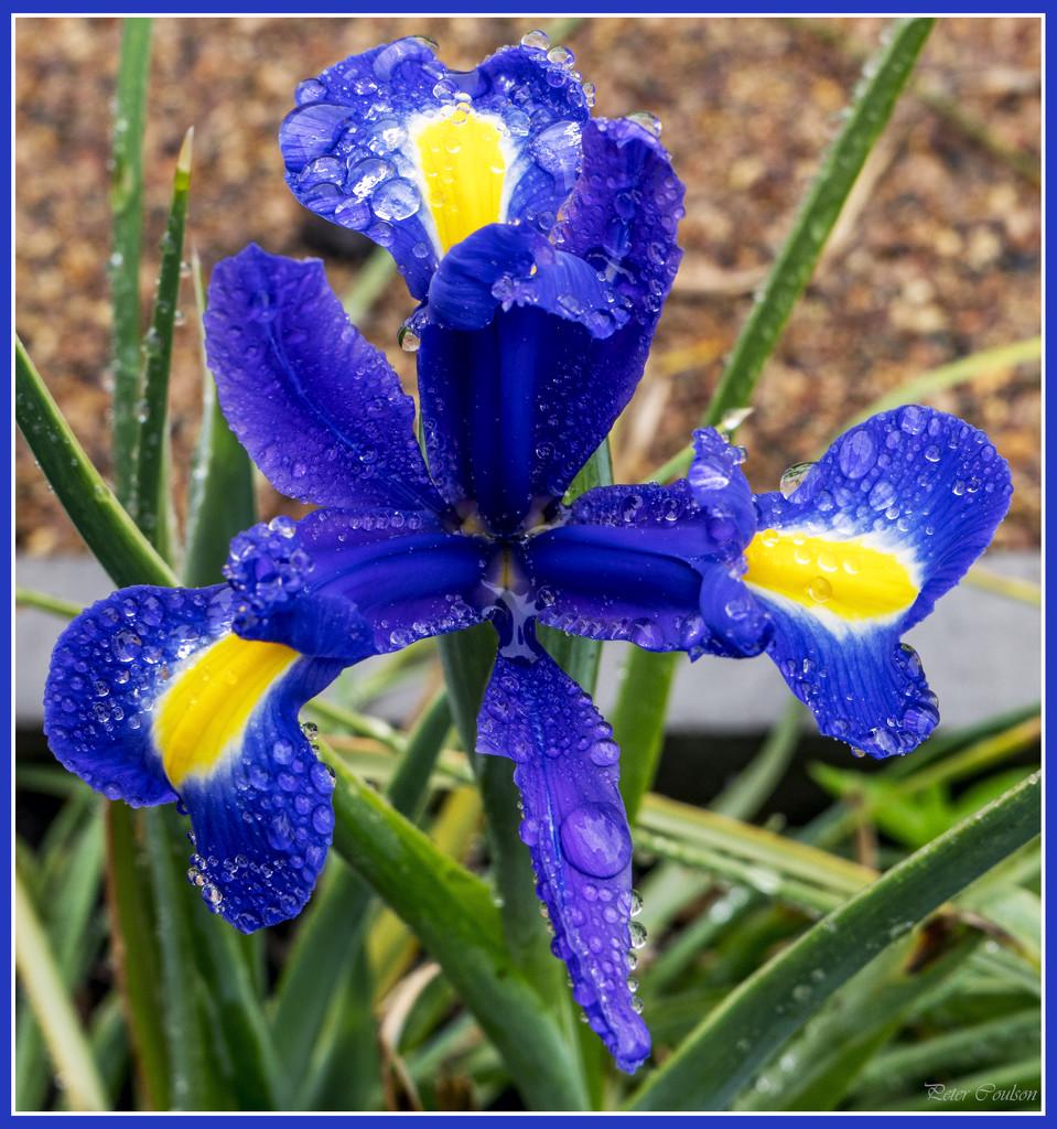 Iris in the Rain by pcoulson