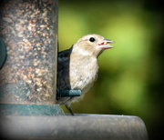26th May 2016 - Young chaffinch