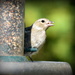Young chaffinch by rosiekind