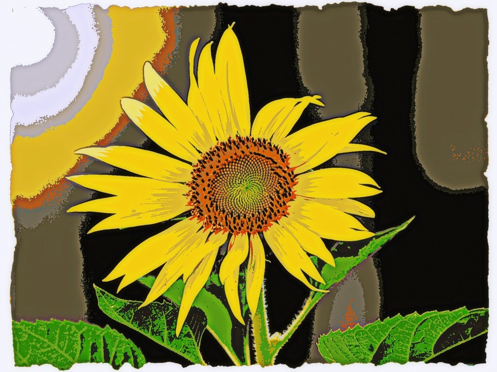 Sunflower  by peggysirk