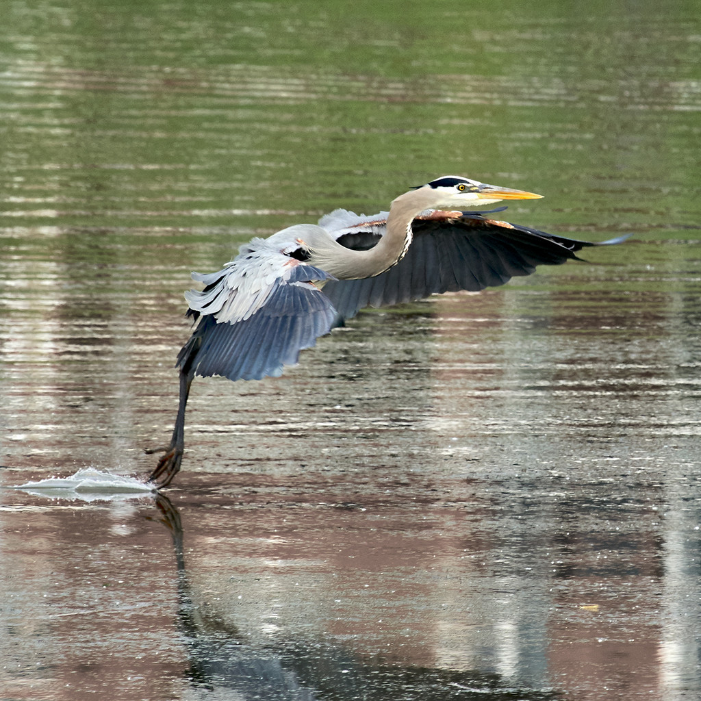 Landing Heron by gardencat