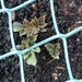 Potato Plants by cataylor41
