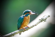 26th May 2016 - Male KIng Fisher about to eat