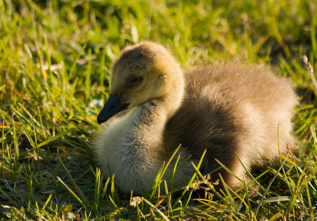 Goosey Lucy's Little Gosling by shesnapped