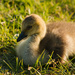 Goosey Lucy's Little Gosling by shesnapped