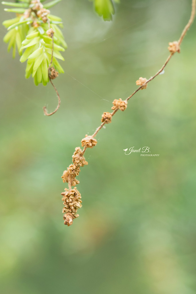 Catkins by janetb