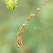 Catkins by janetb
