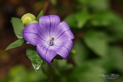 26th May 2016 - Little Purple Flower