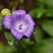 Little Purple Flower by lynne5477