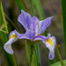 Wild Iris by rminer