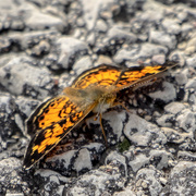 25th May 2016 - Pearl Crescent on the rocks