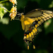 Another Swallowtail Butterfly! by rickster549