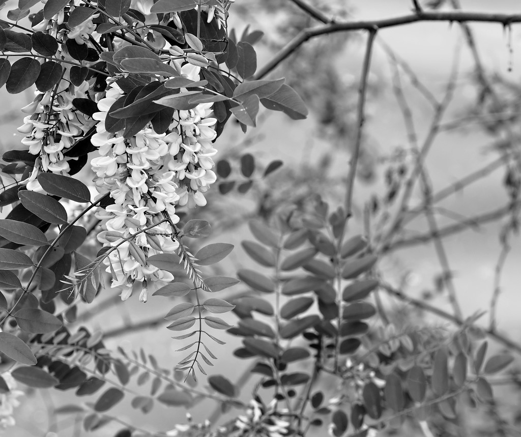 Blossoms and Leaves by tosee