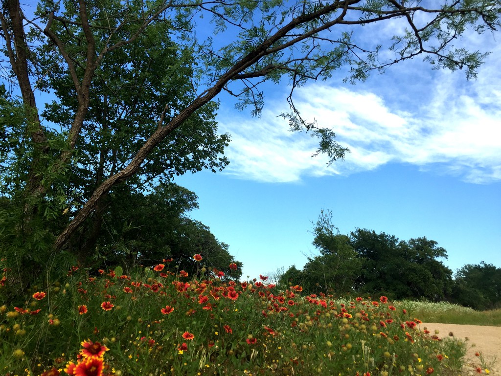 Blue Sky & Wildflowers by 365projectorgkaty2