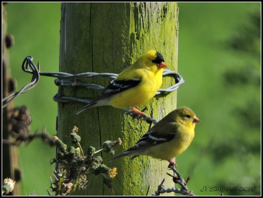 Finches on Fences. by soylentgreenpics