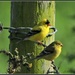 Finches on Fences. by soylentgreenpics