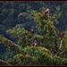 The Eagles... by soylentgreenpics