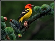 15th May 2016 - Western Tanager... 