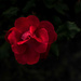 Rose at night by loweygrace