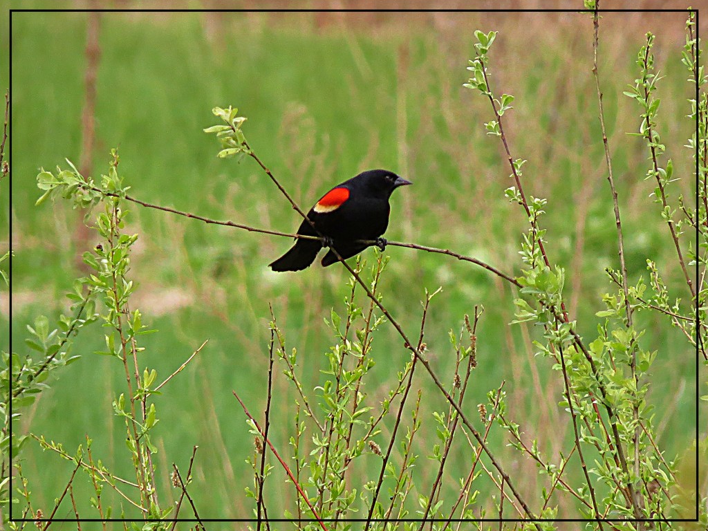 Red-Winged Black Bird in the Field by olivetreeann