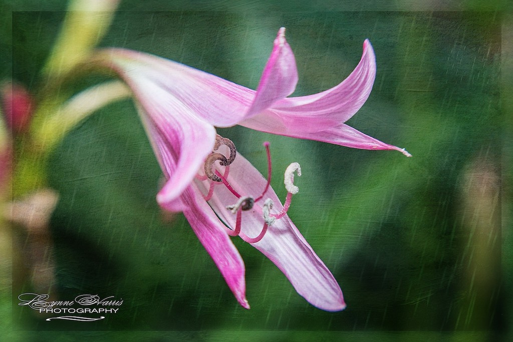 Unusual Pink Flower by lynne5477