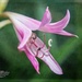 Unusual Pink Flower by lynne5477