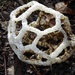 Basket fungus by maureenpp