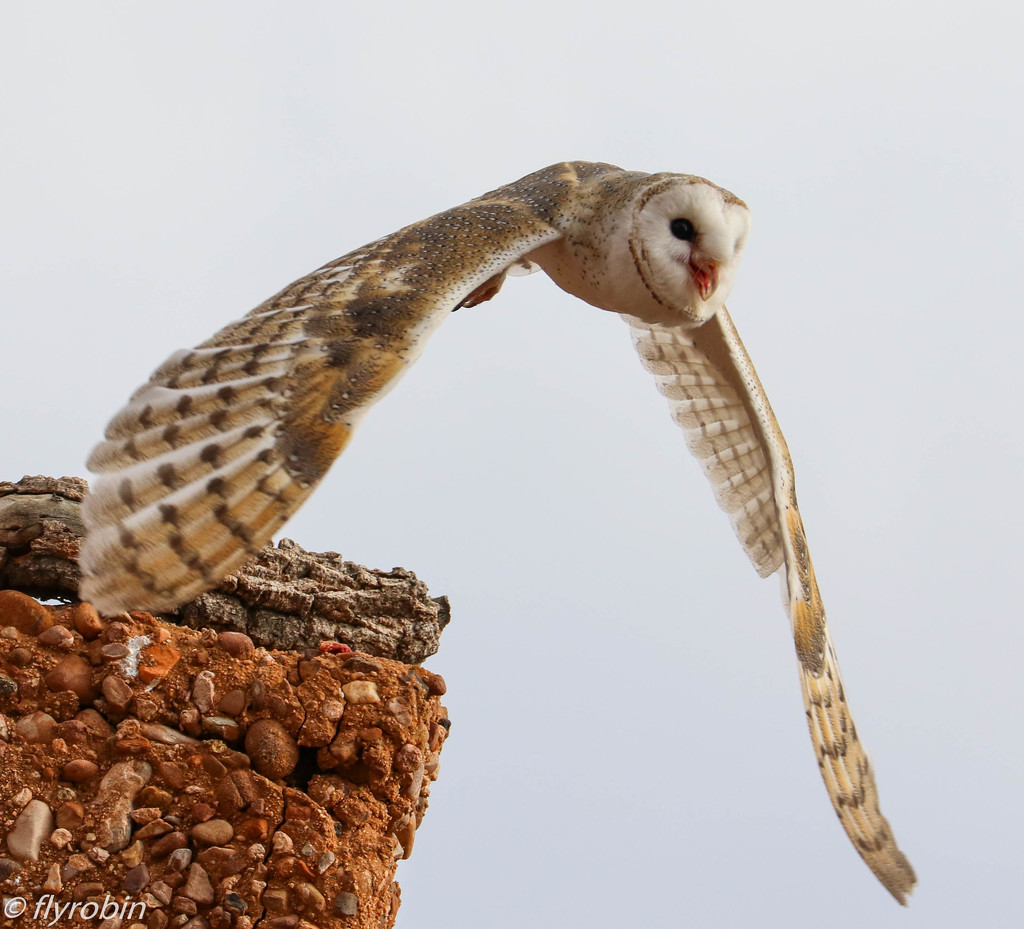 Barn owl in flight by flyrobin