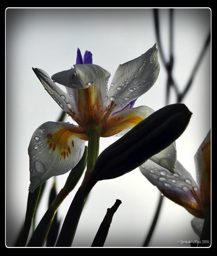 raindrops on butterfly iris by yorkshirekiwi