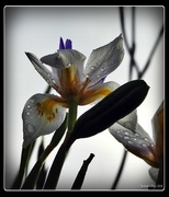 27th May 2016 - raindrops on butterfly iris