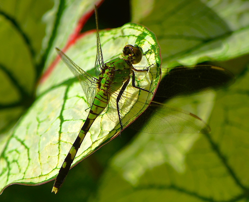Dragonfly by congaree
