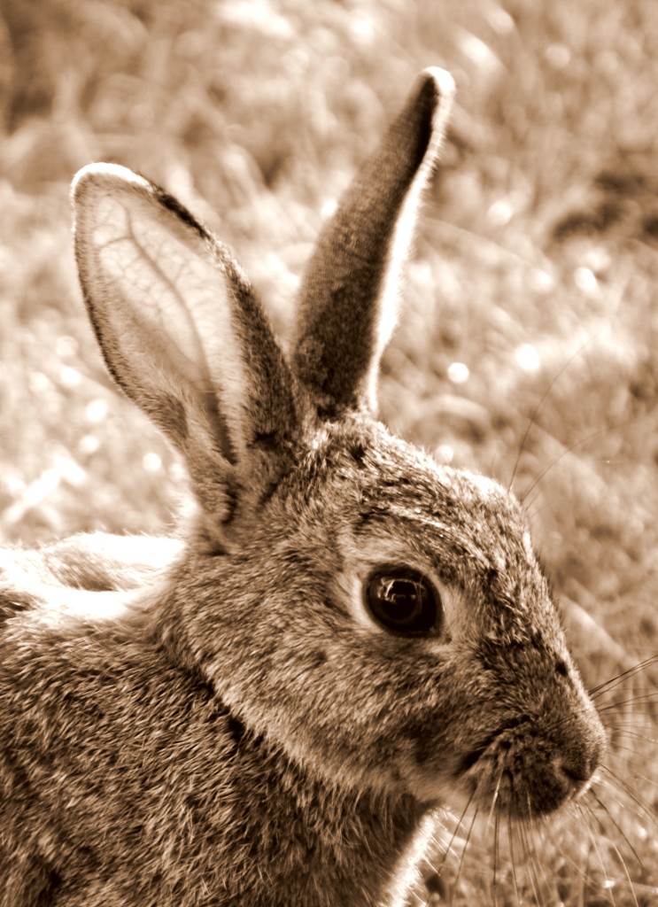 rabbit ears by dianeburns