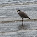 Spur-winged plover  by kiwinanna