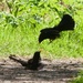 Blackbird V Blackbird by padlock
