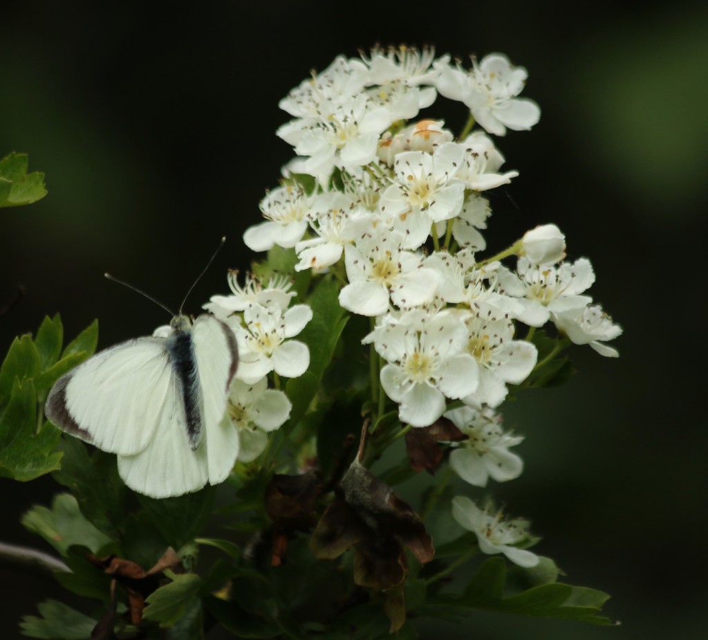 Large white butterfly by orchid99