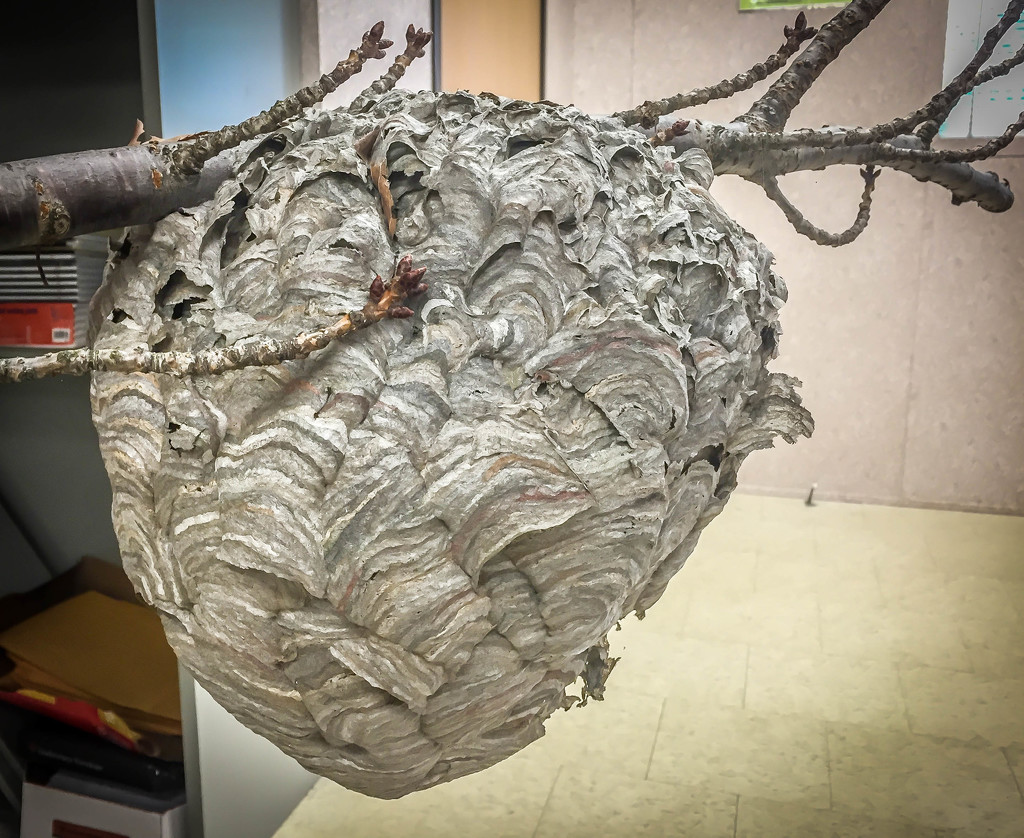 The Mother of All Hornet Nests by marylandgirl58
