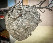 24th May 2016 - The Mother of All Hornet Nests