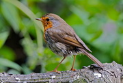 25th May 2016 - ANOTHER ROBIN