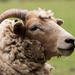 horned sheep by callymazoo
