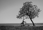27th May 2016 - Man, Bike, Tree!