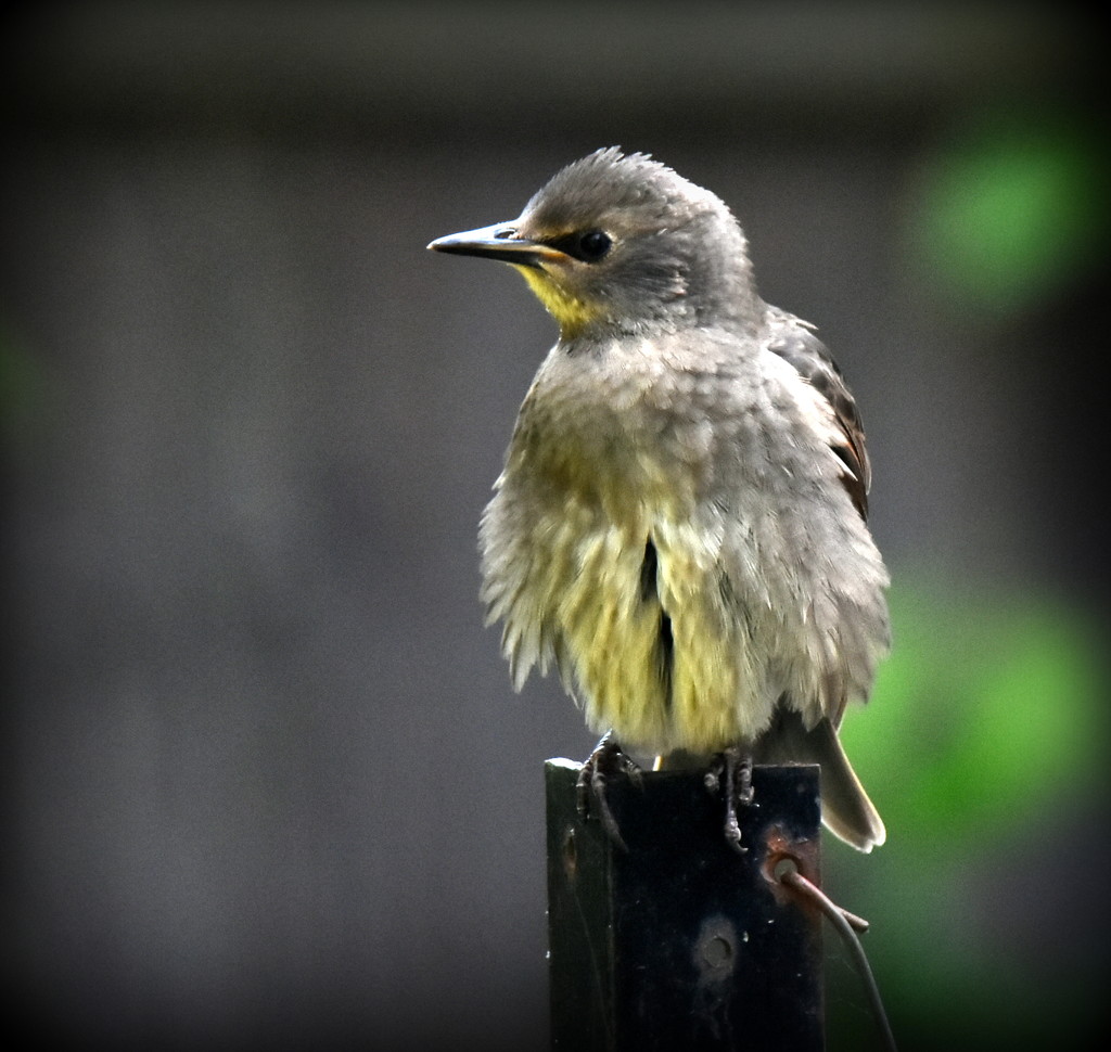 Look at this gorgeous little starling by rosiekind