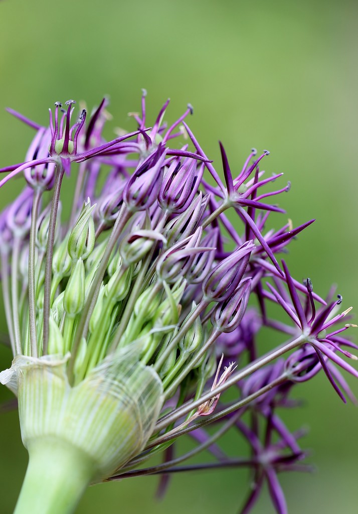 Allium At The Old Rectory by motherjane