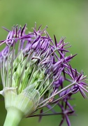 27th May 2016 - Allium At The Old Rectory