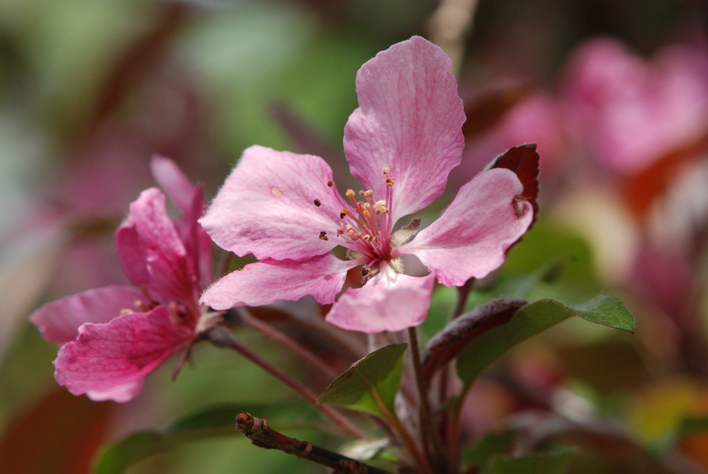 Cherry Blossom by farmreporter